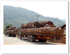 ラオスでの木材輸送
